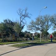 Tree Removal